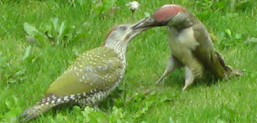Green woodpeckers