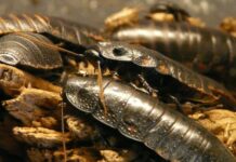 Food insect seafood fauna invertebrate close up