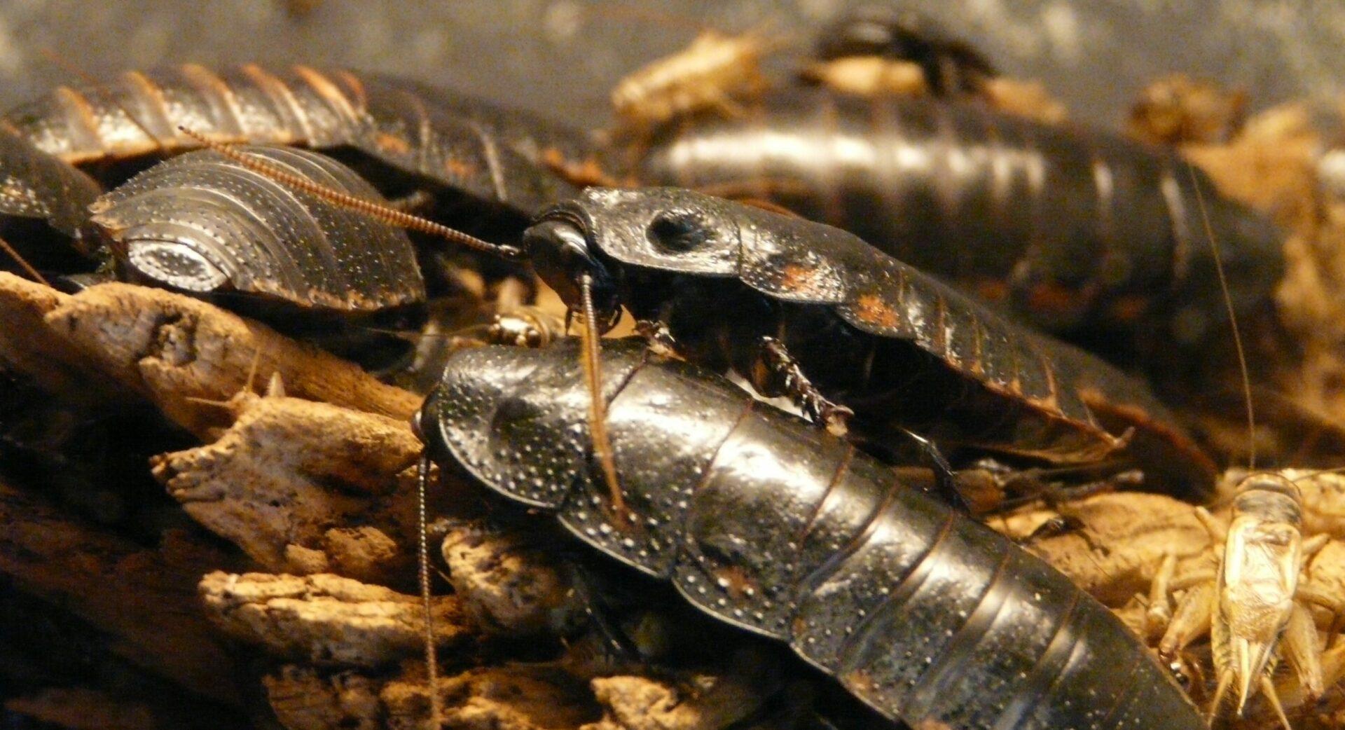 Food insect seafood fauna invertebrate close up